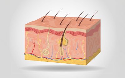 Wat is een haarzakje en waarom is het belangrijk?